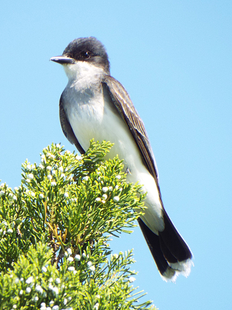 eastern-kingbird