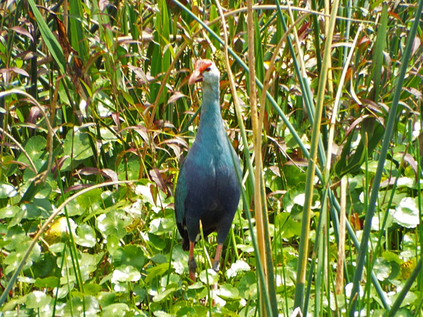 grey-headed-swamphen