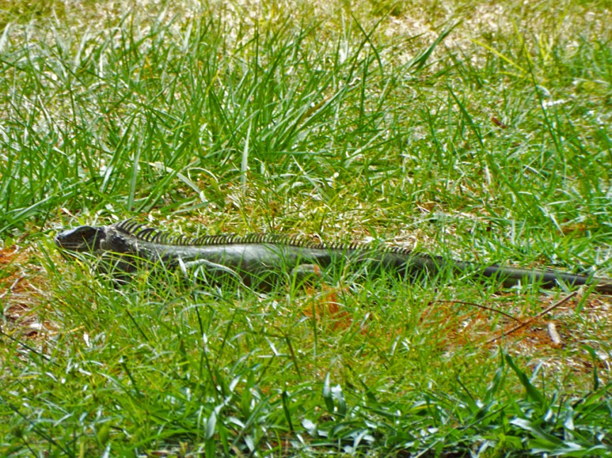 iguana