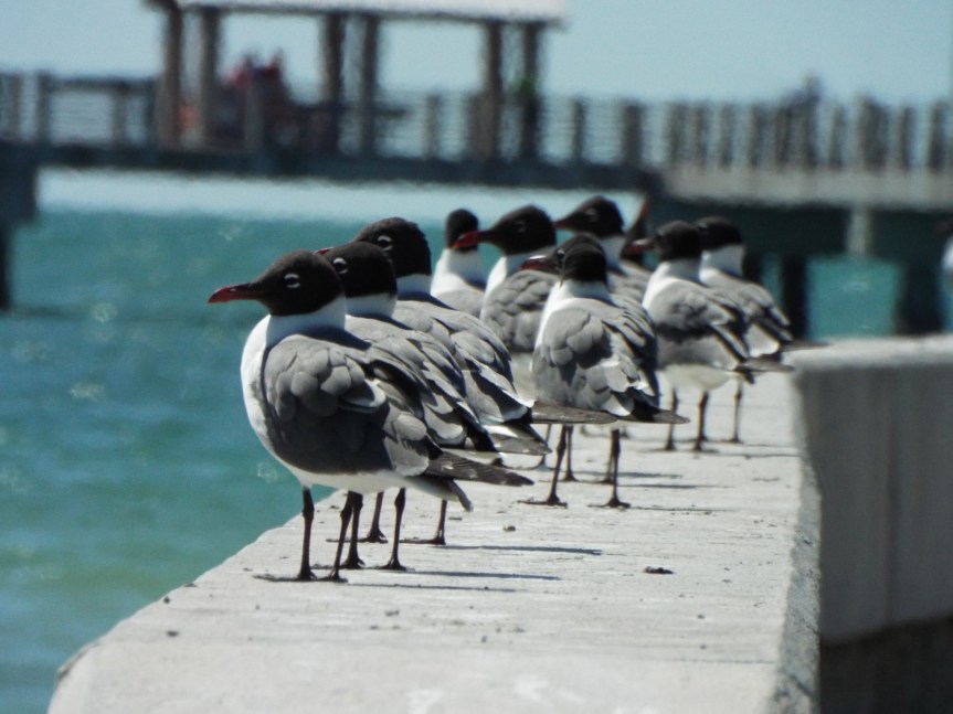 laughing-gulls