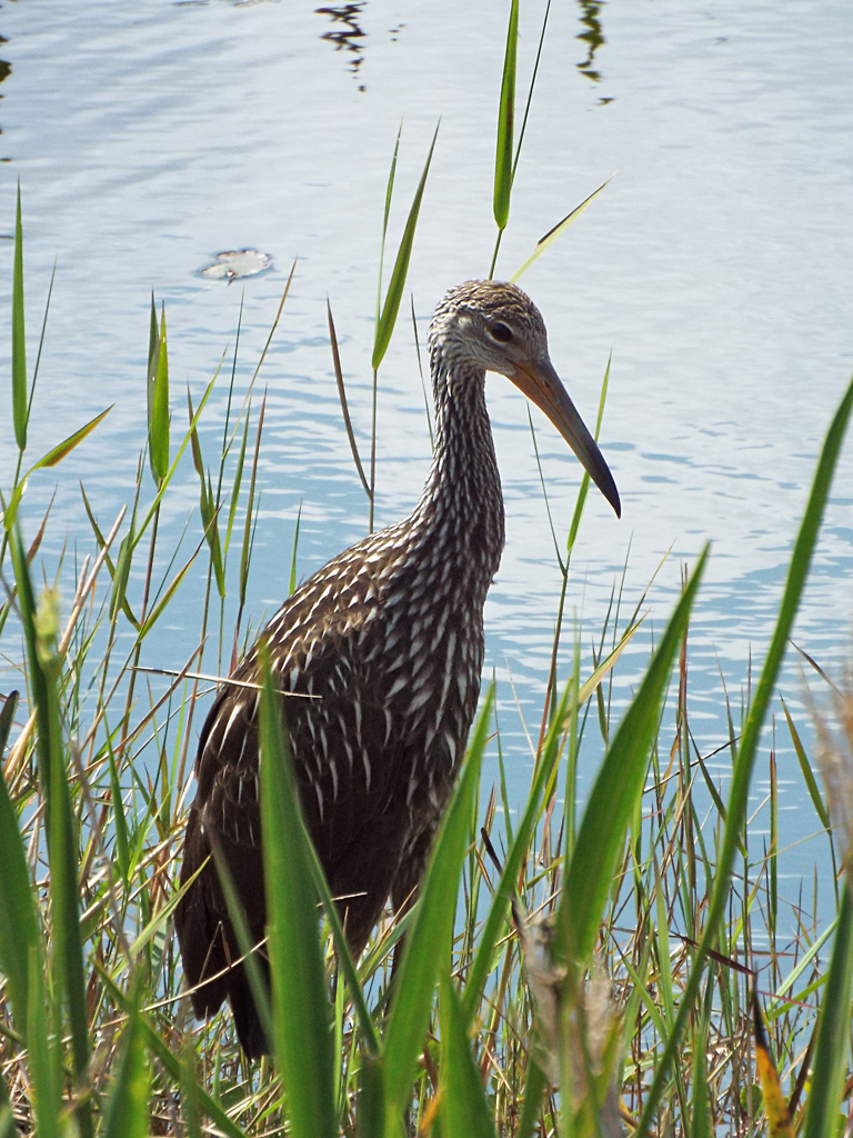 limpkin