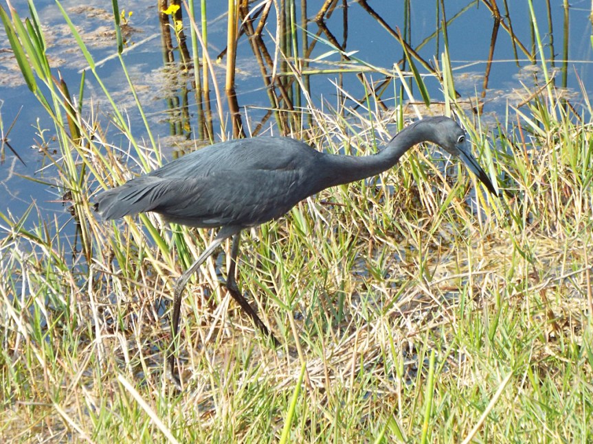 little-blue-heron