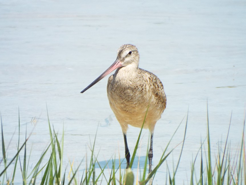 marbled-godwit