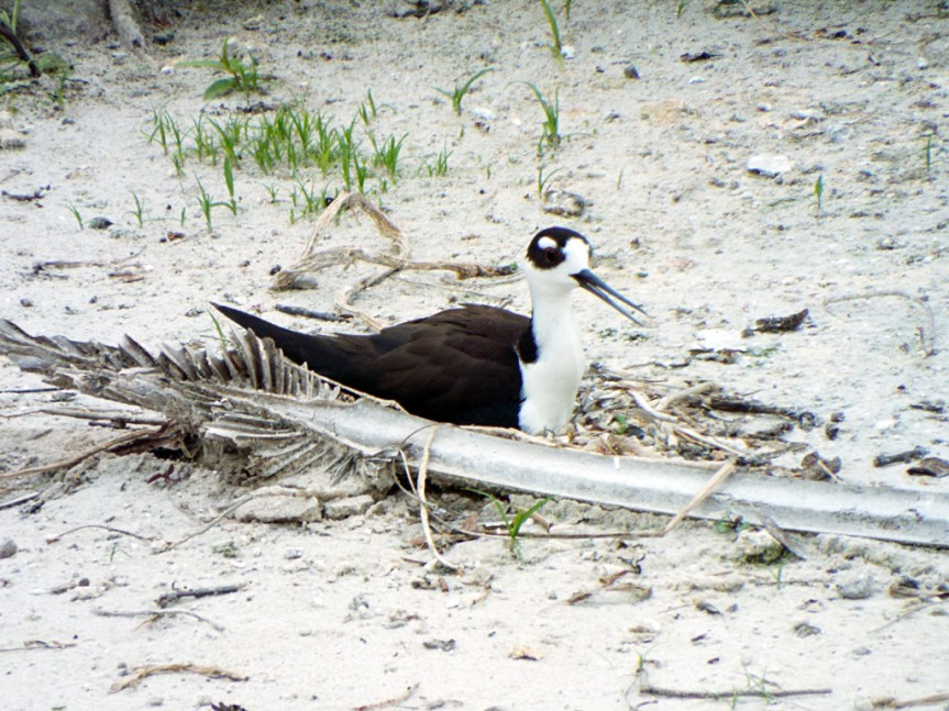 nesting-stilt