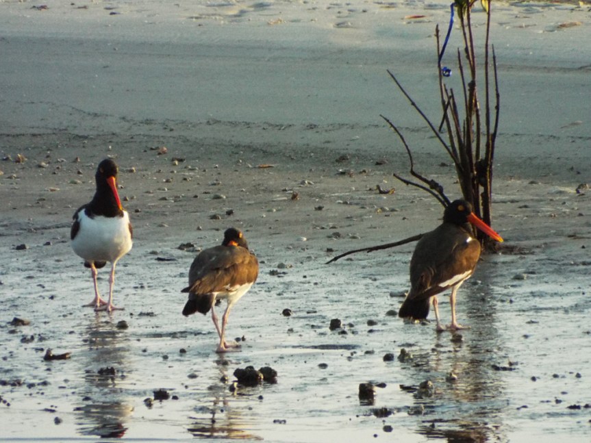 oystercatchers