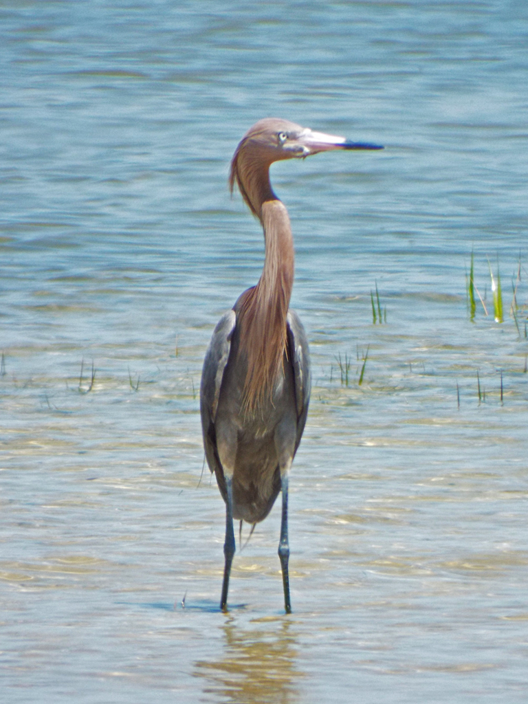 reddish-egret