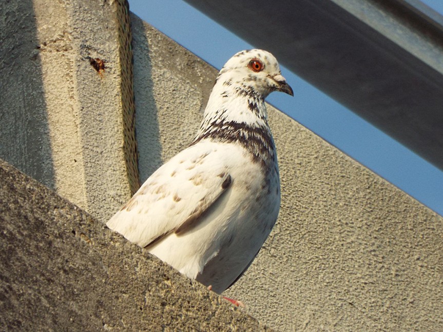 rock-pigeon