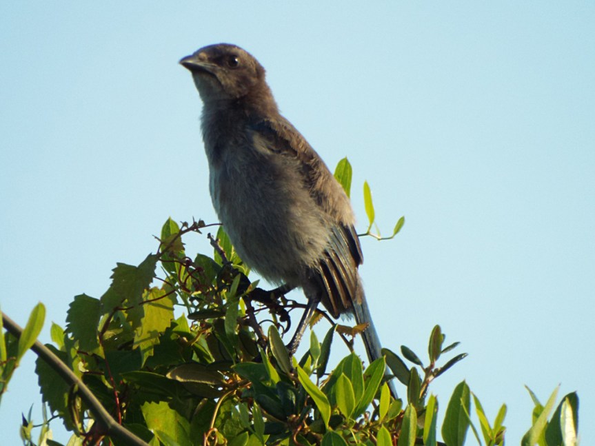 scrub-jay-1