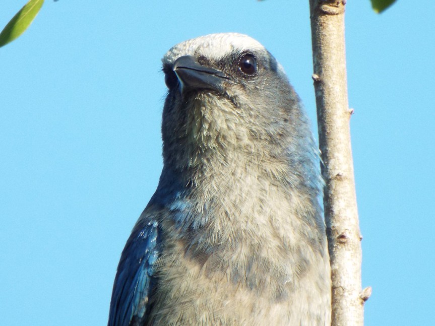 scrub-jay-2