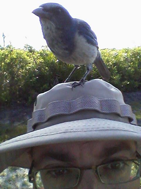 scrub-jay-4-hat