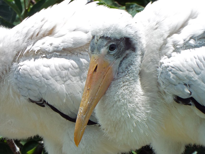 stork-chick-closeup