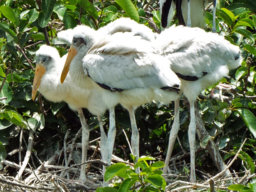 stork-chicks