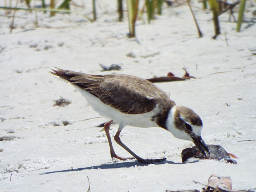 wilsons-plover