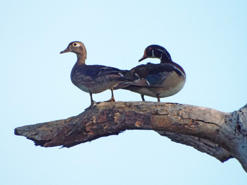 wood-ducks