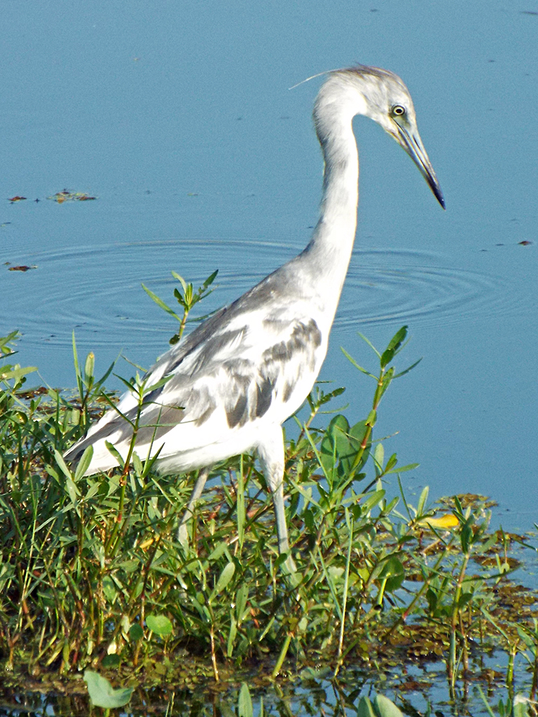 little-blue-heron
