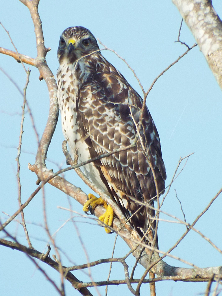 red-shouldered-hawk