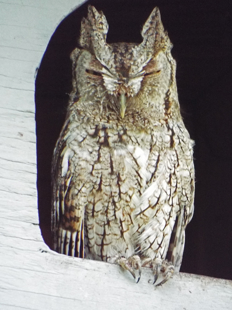 screech-owl-riverwalk-outtake
