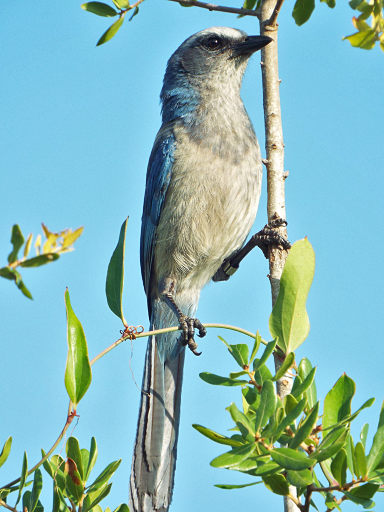 scrub-jay-outtake