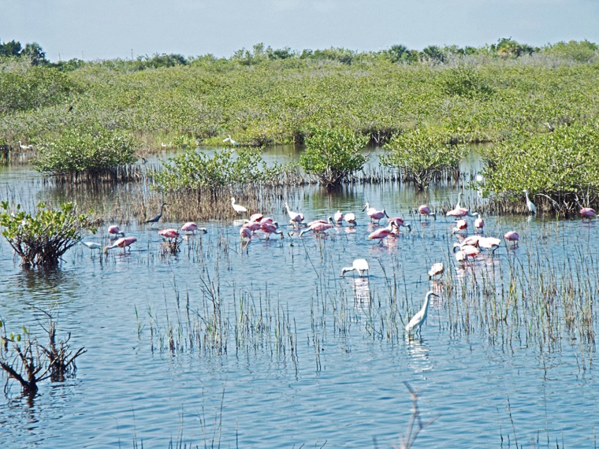 spoonbills-plus-outtakes