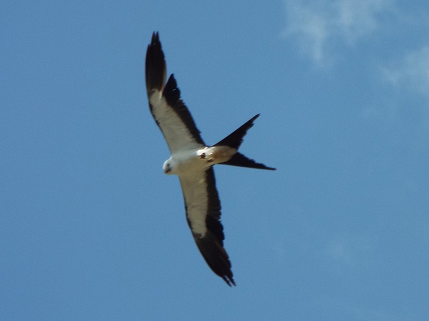 swallow-tailed-kite