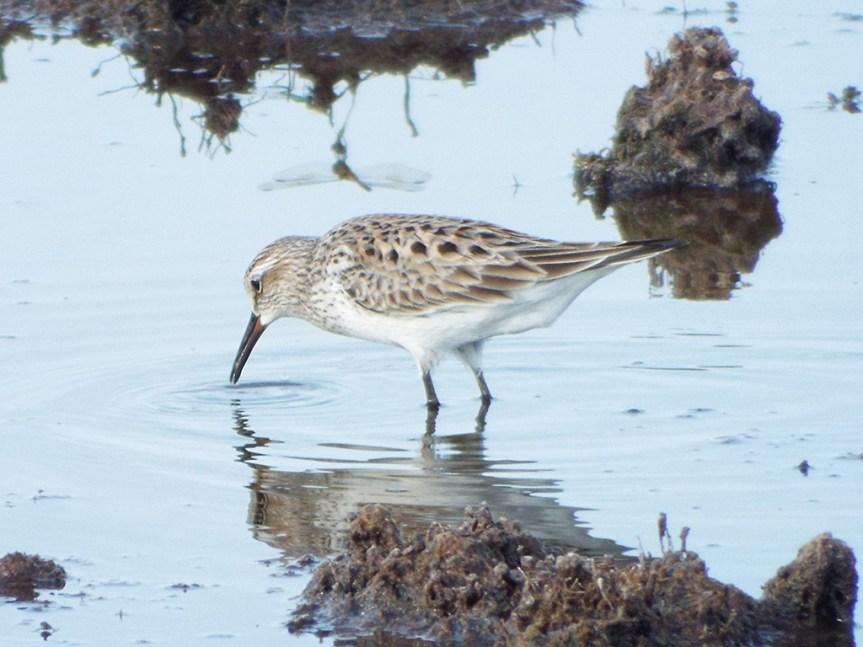 white-rumped-sandpiper