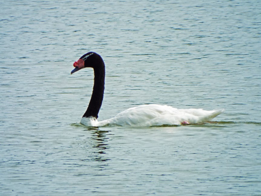 black-necked-swan