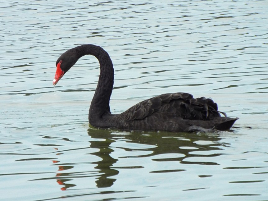 black-swan1
