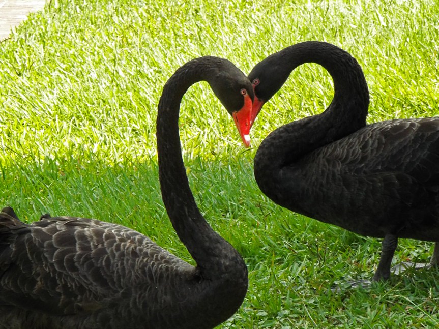 black-swans-c