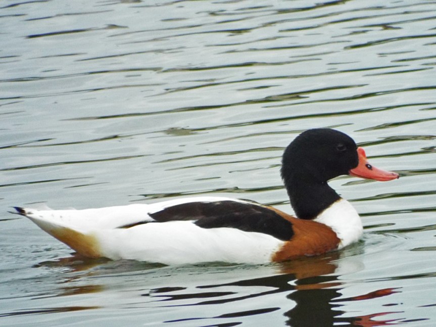 common-shelduck1