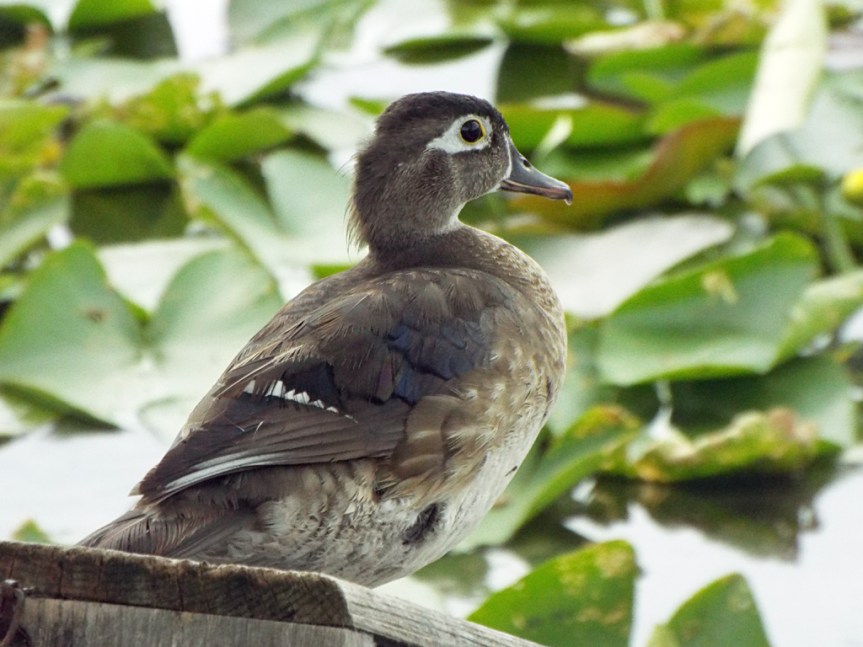 female-wood-duck