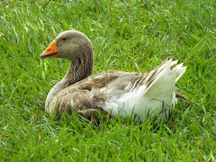 graylag-goose