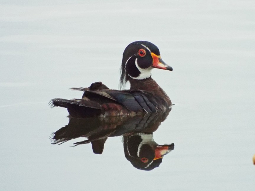 male-wood-duck1