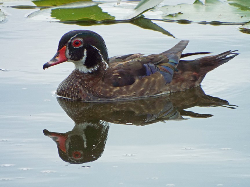 male-wood-duck2