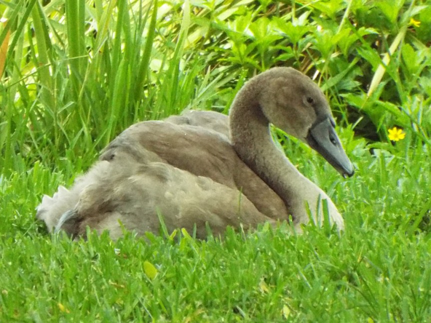 mute-swan-cygnet