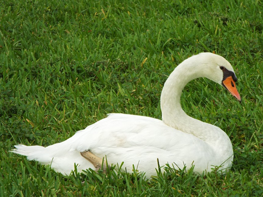 mute-swan1