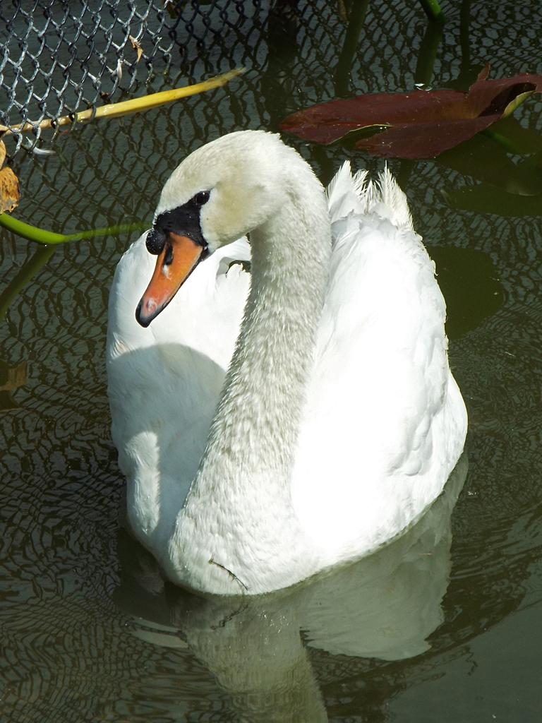 mute-swan2