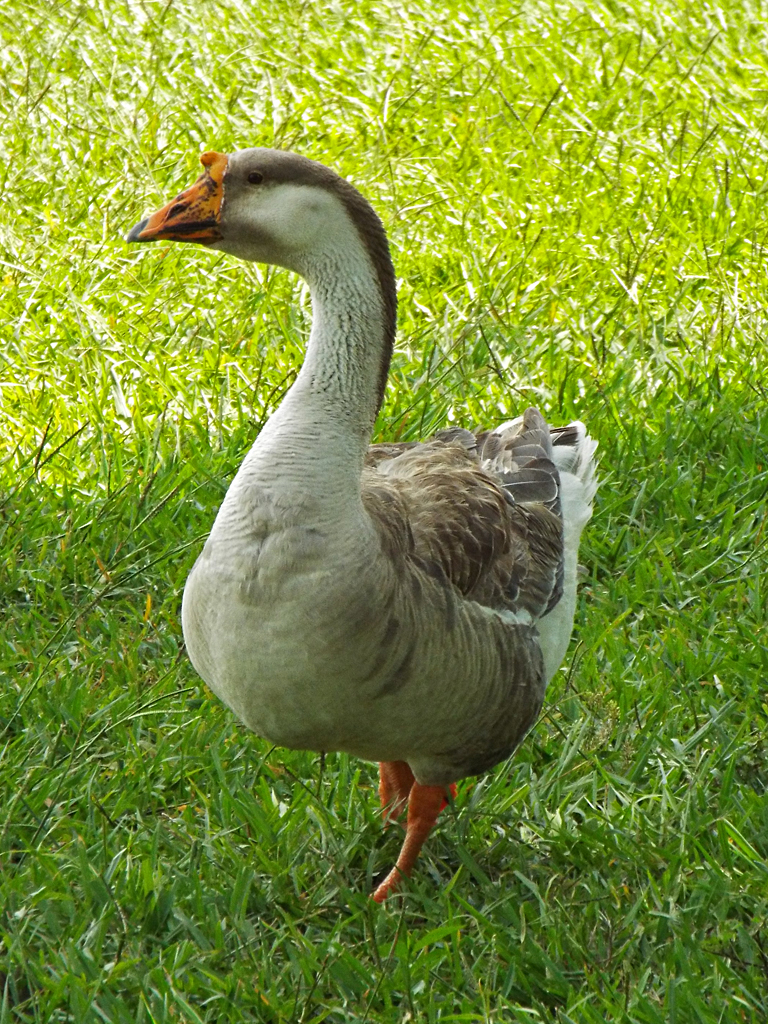 swan-goose1