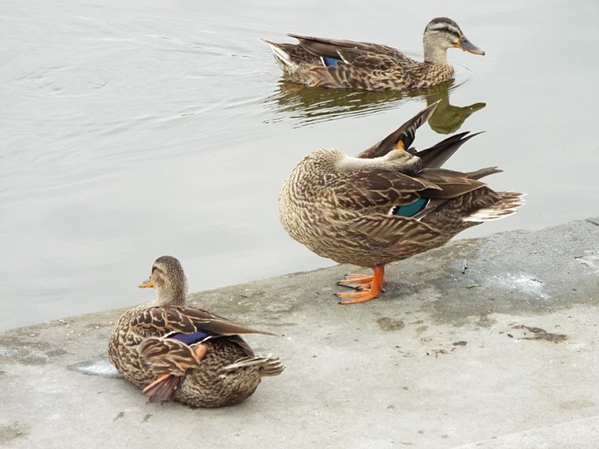 three-ducks