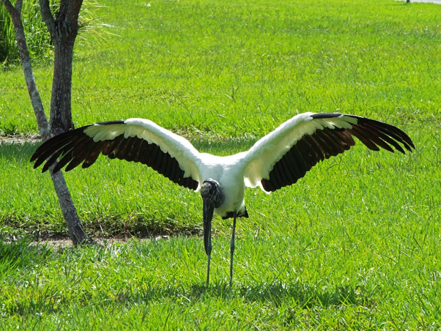 wood-stork-spread