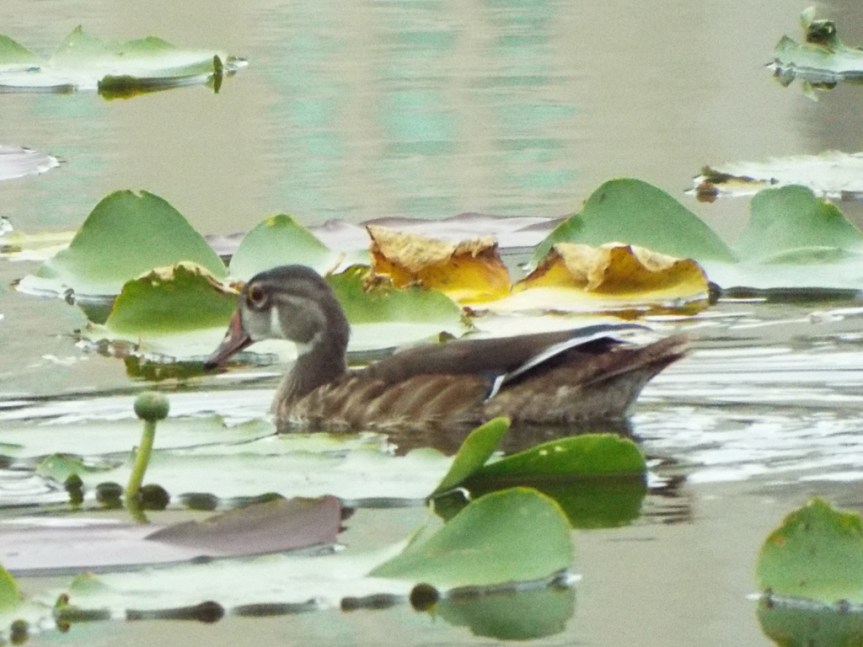 young-wood-duck1