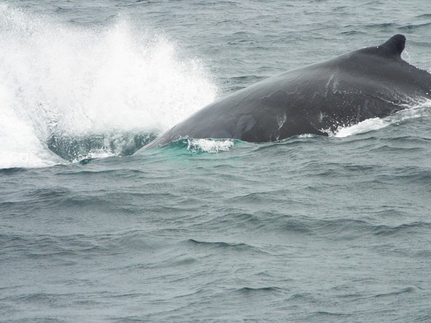 surging-humpback