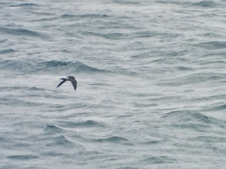 wilsons-storm-petrel