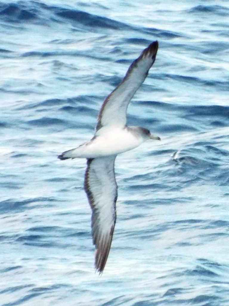 corys-shearwater2