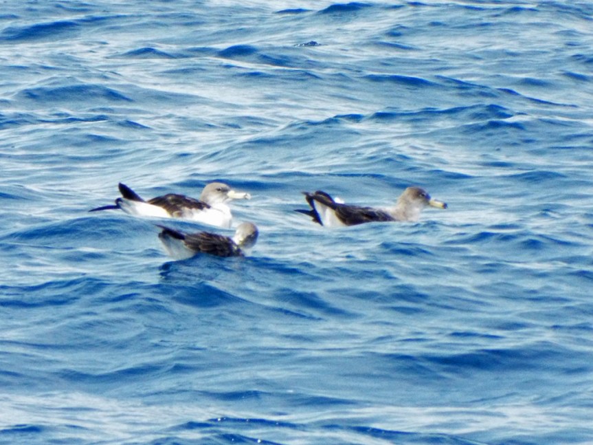 shearwaters
