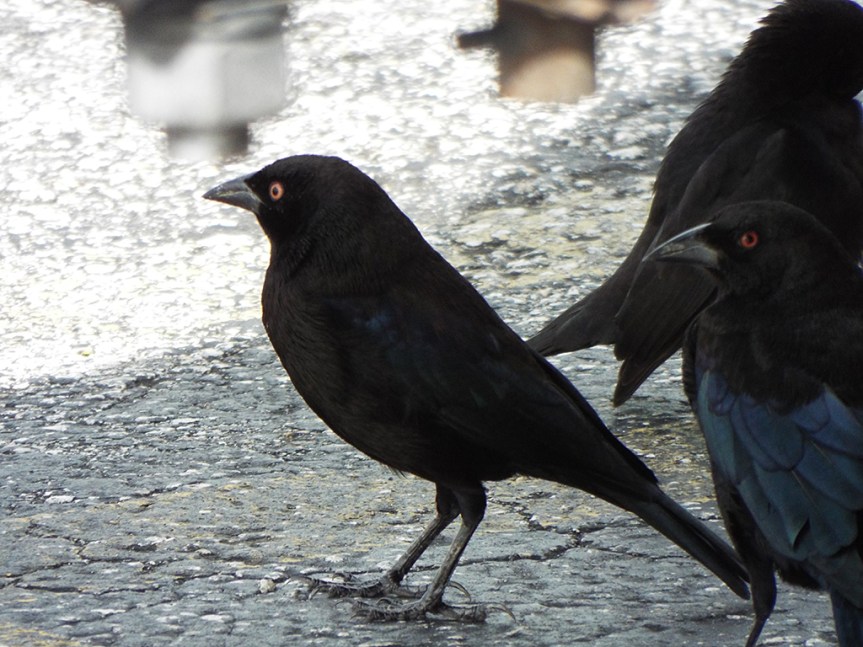 bronzed-cowbirds-shade