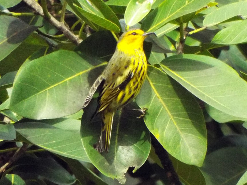 cape-may-warbler