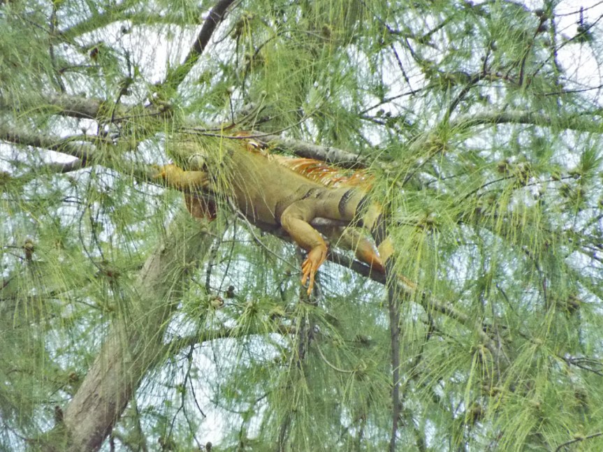 iguana