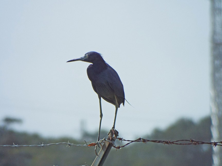 little-blue-heron