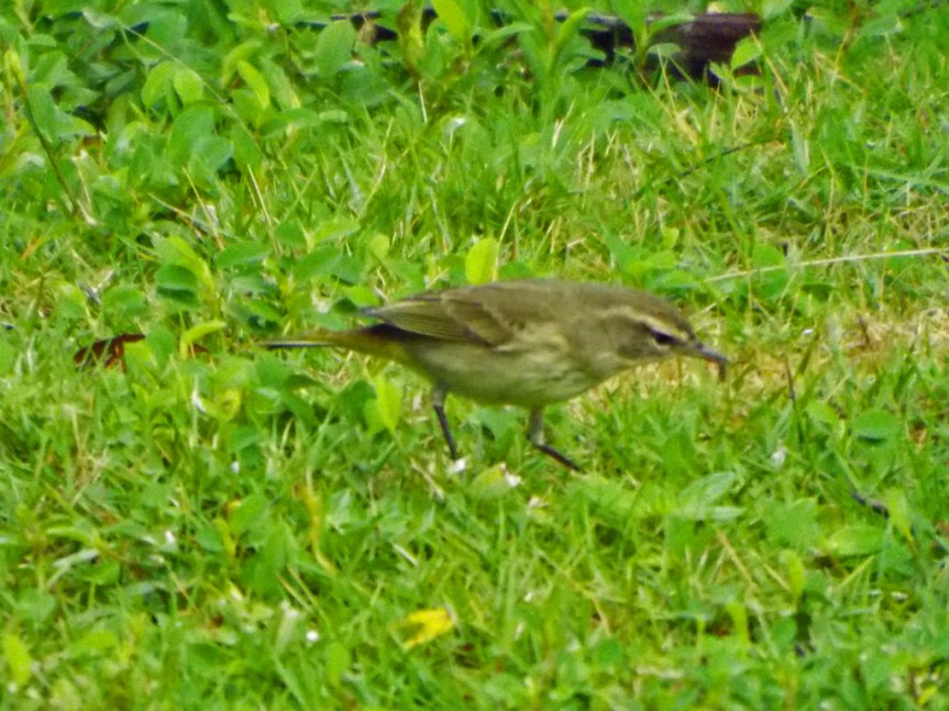 palm-warbler