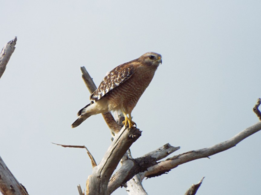 red-shouldered-hawk
